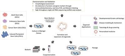 Advances in organoid technology for veterinary disease modeling